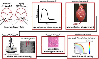 The Effects of Healthy Aging on Right Ventricular Structure and Biomechanical Properties: A Pilot Study